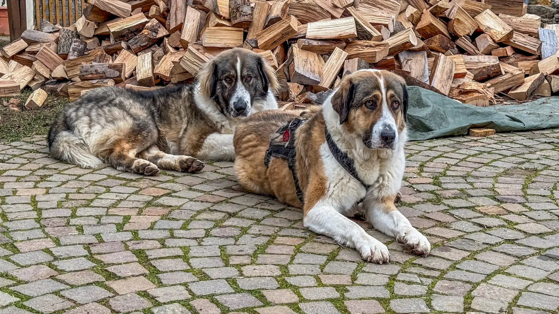 Frieda und Arnold liegen vor Holzhaufen Frieda und Arnold liegen vor Holzhaufen