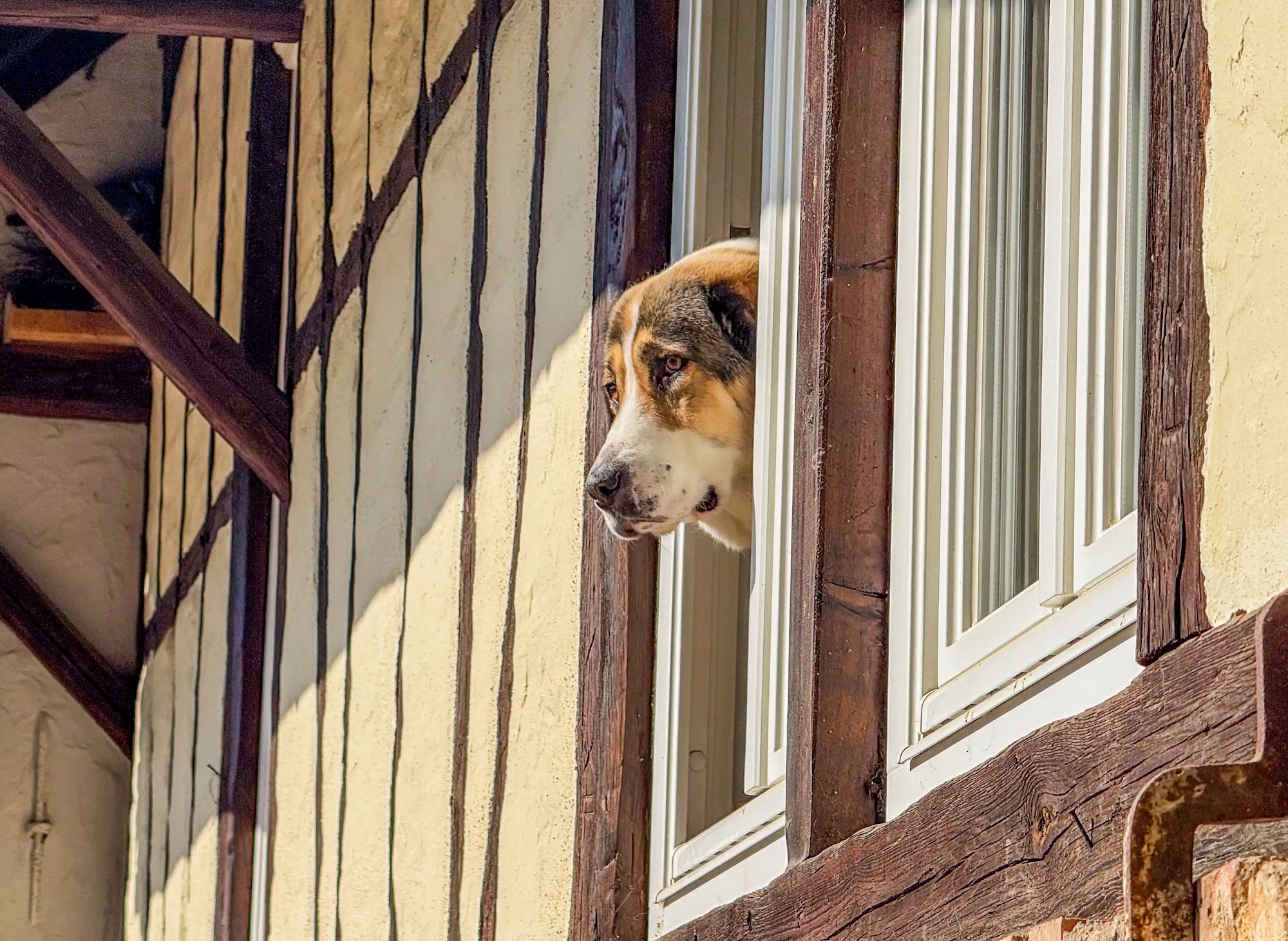 Frieda guckt aus dem Fenster