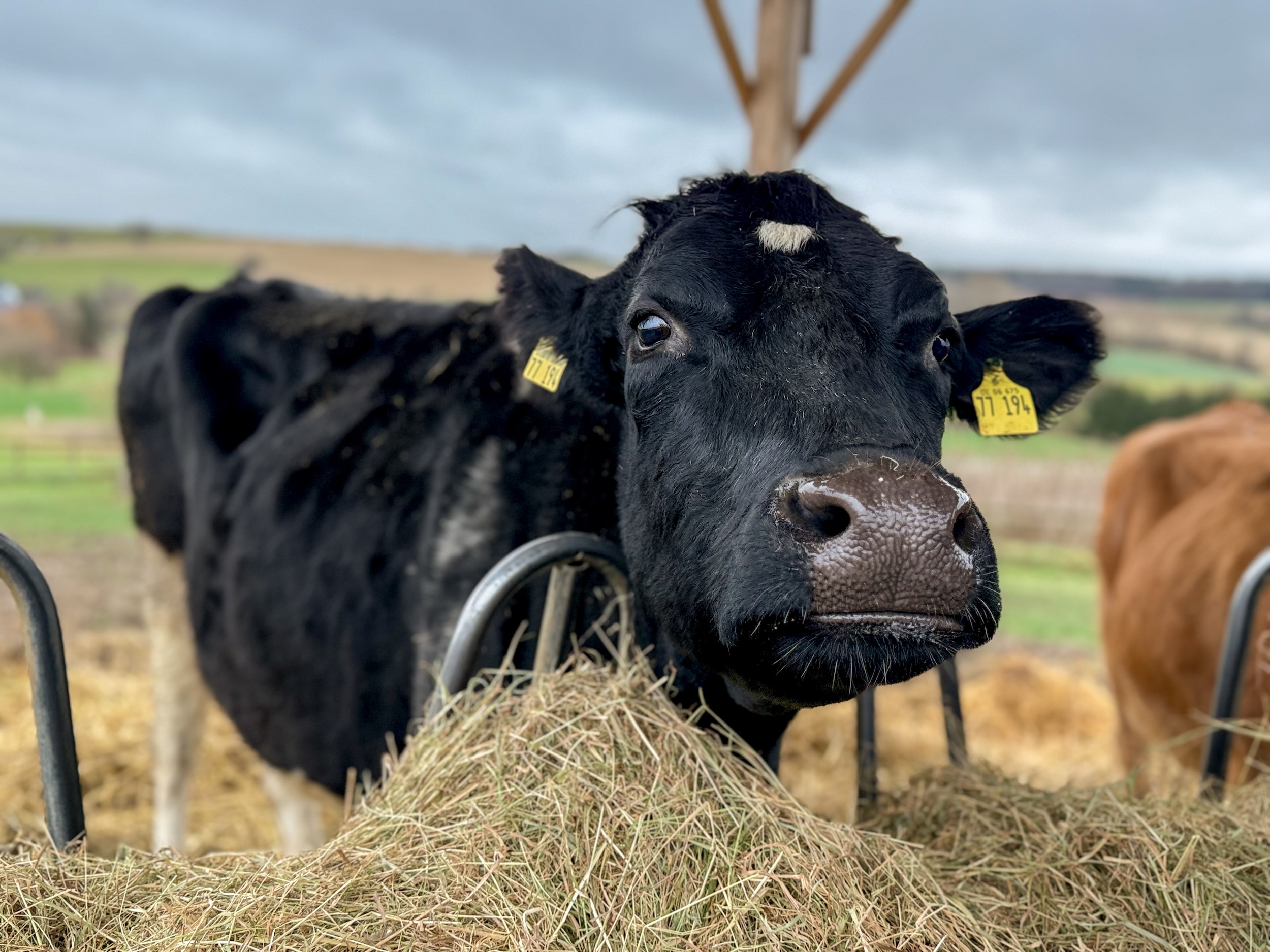 Mathilda lässt es sich schmecken
