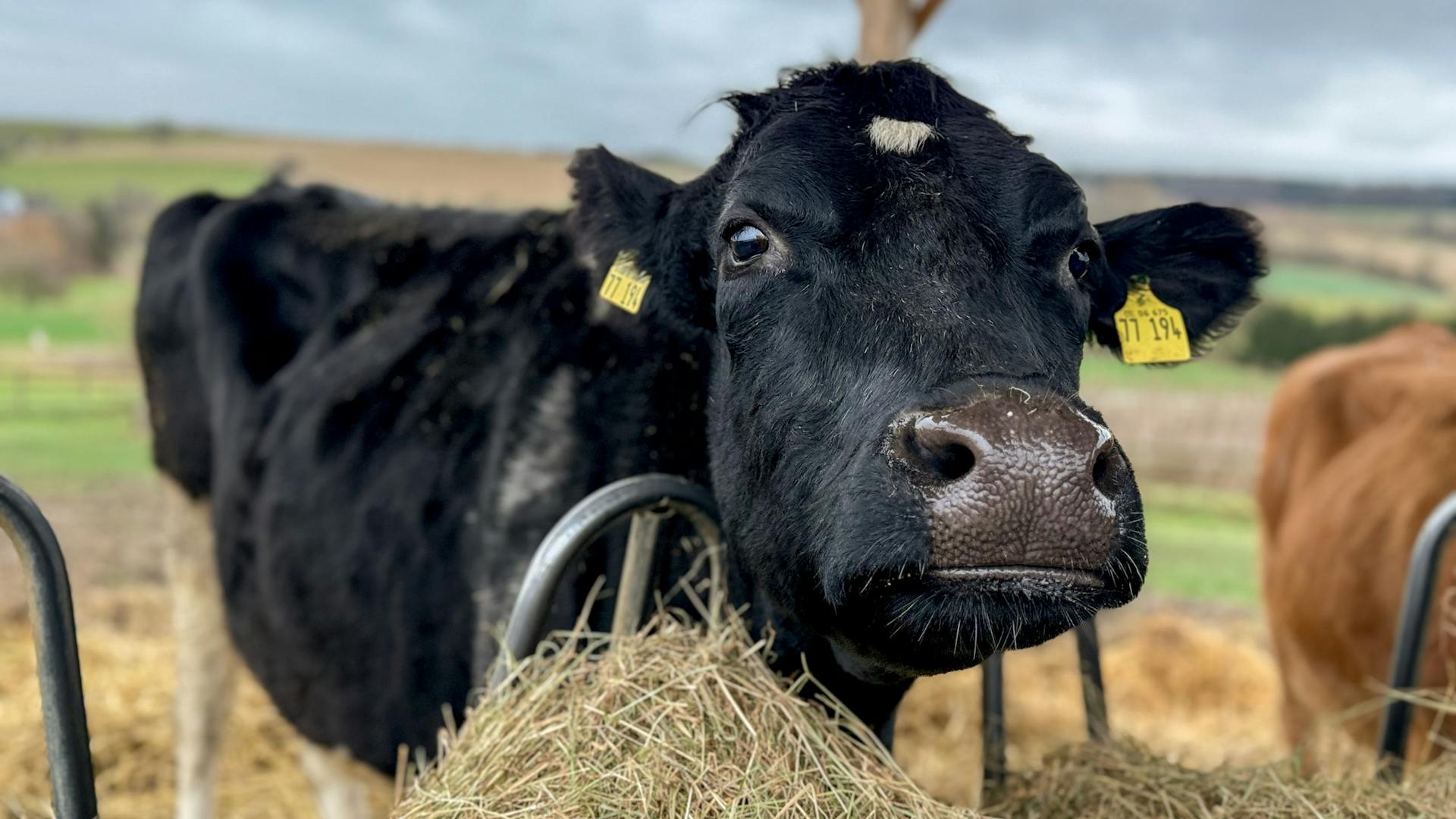 Mathilda lässt es sich schmecken Mathilda lässt es sich schmecken