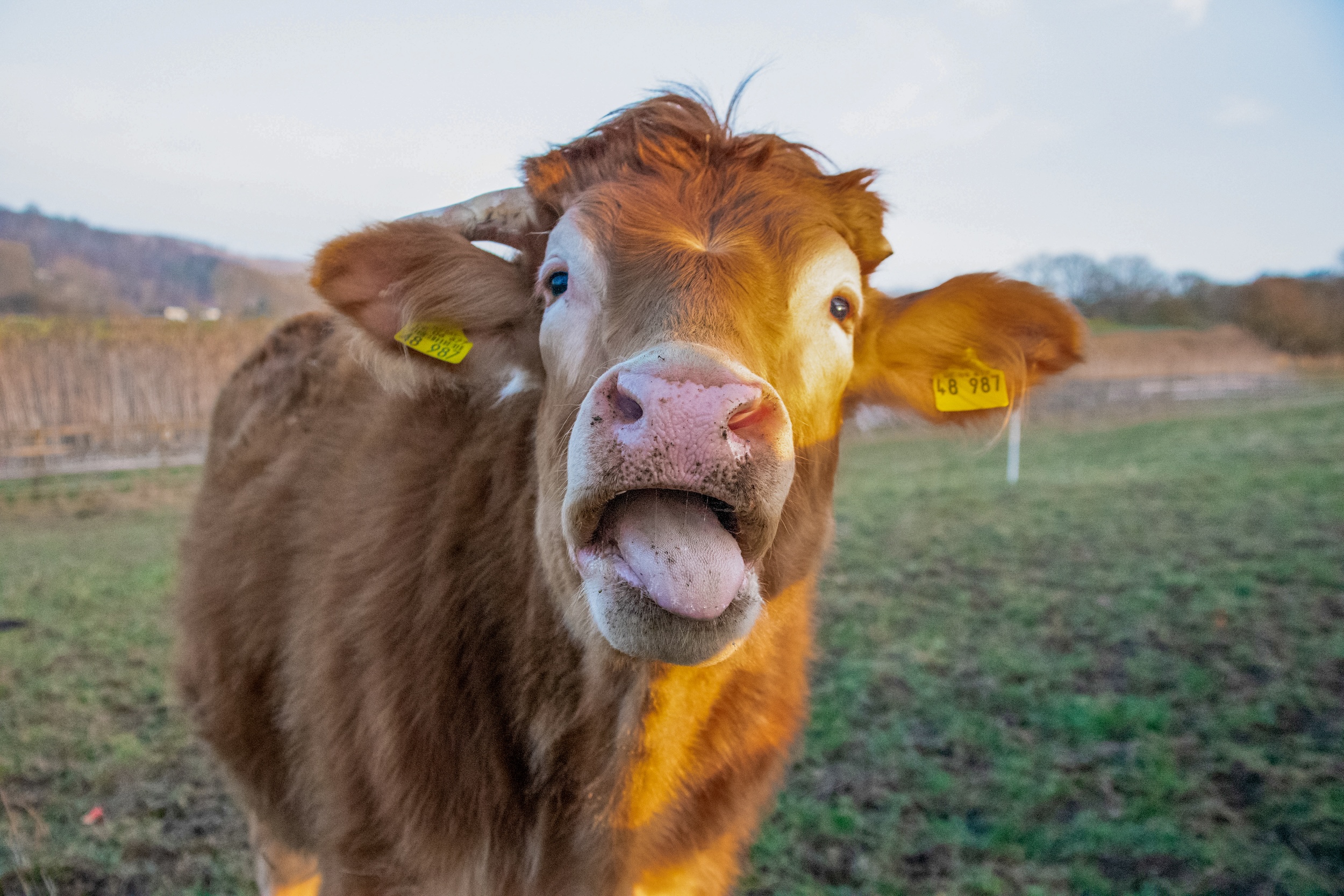 Rudi streckt seine Zunge raus