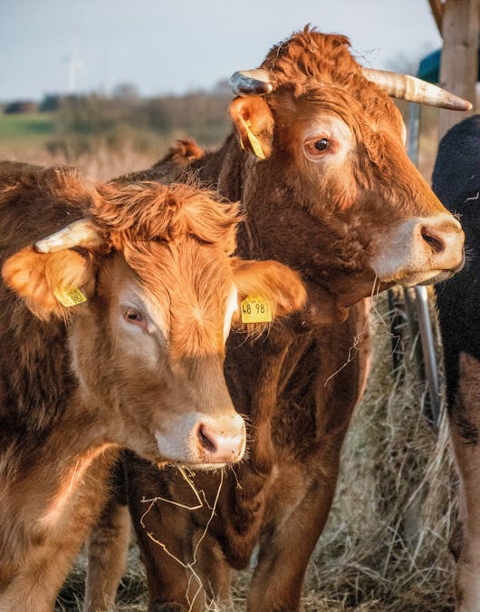 Rudi und Wilma auf der Weide Rudi und Wilma auf der Weide