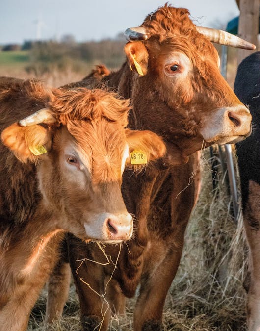 Rudi und Wilma auf der Weide Rudi und Wilma auf der Weide