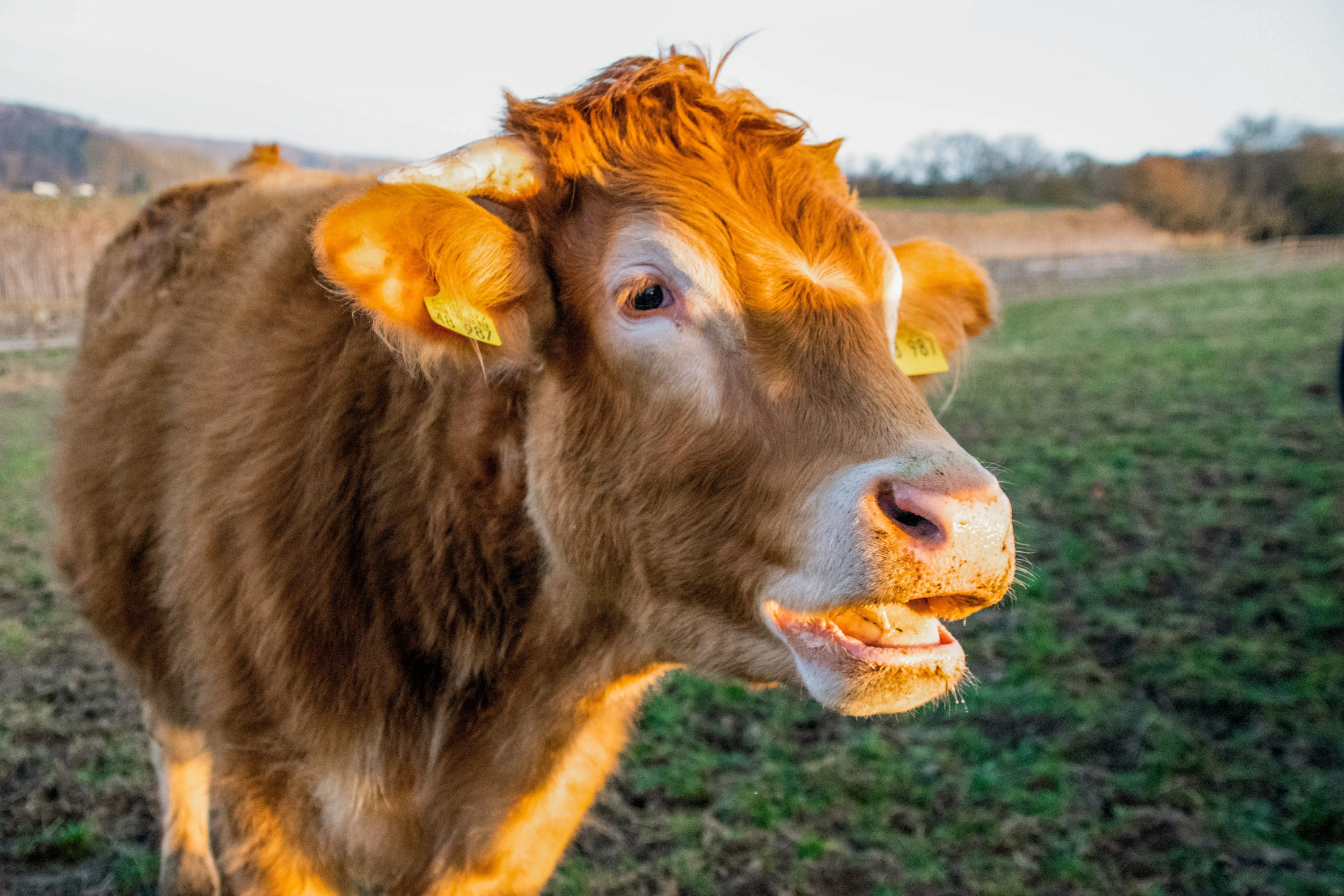 Rudi muht auf der Weide