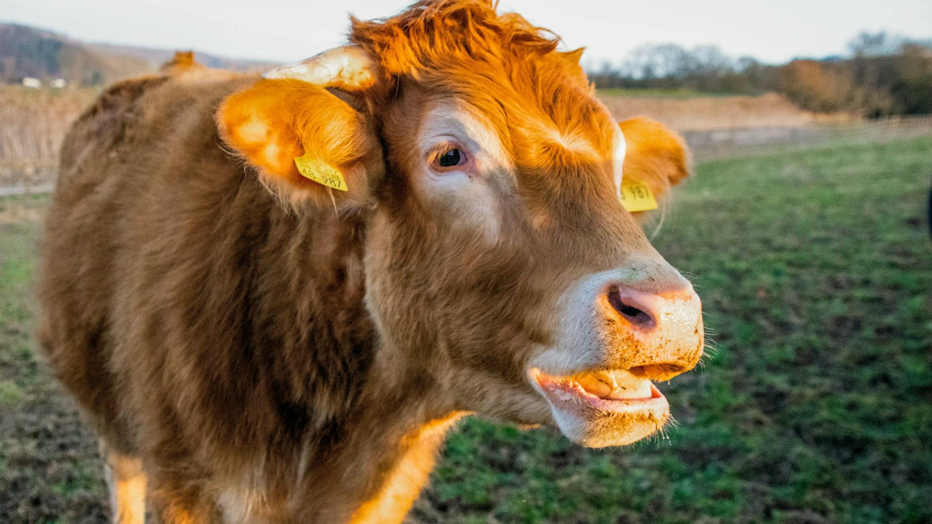 Rudi muht auf der Weide Rudi muht auf der Weide