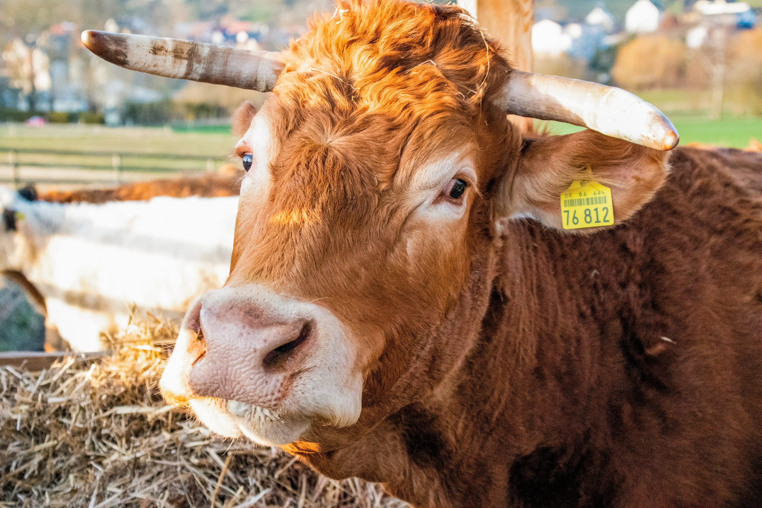 Rind Wilma im offenen Stall