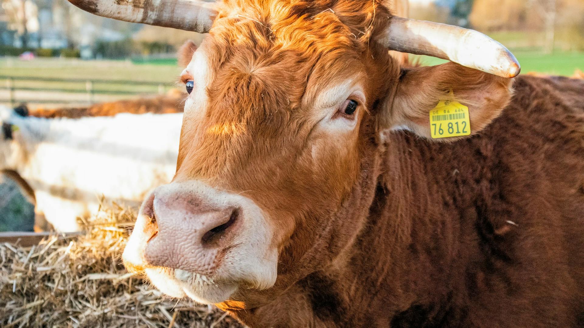 Rind Wilma im offenen Stall Rind Wilma im offenen Stall