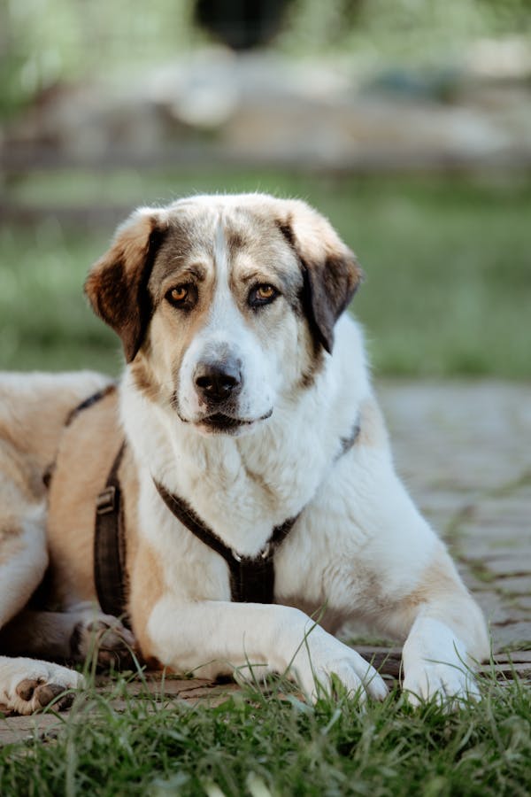 Frieda liegt im Innenhof auf Gras