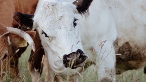 Hermine kuschelt sich an Wilma an Hermine kuschelt sich an Wilma an
