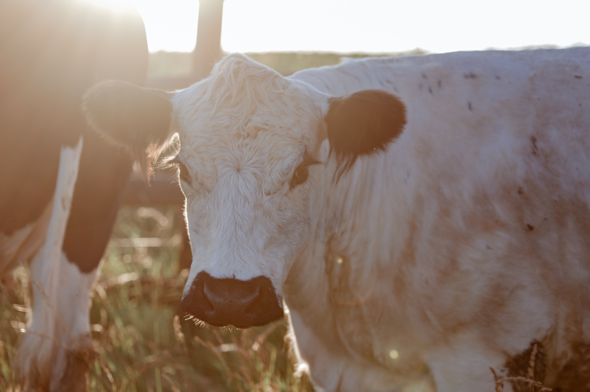 Hermine liebt den Sonnenuntergang