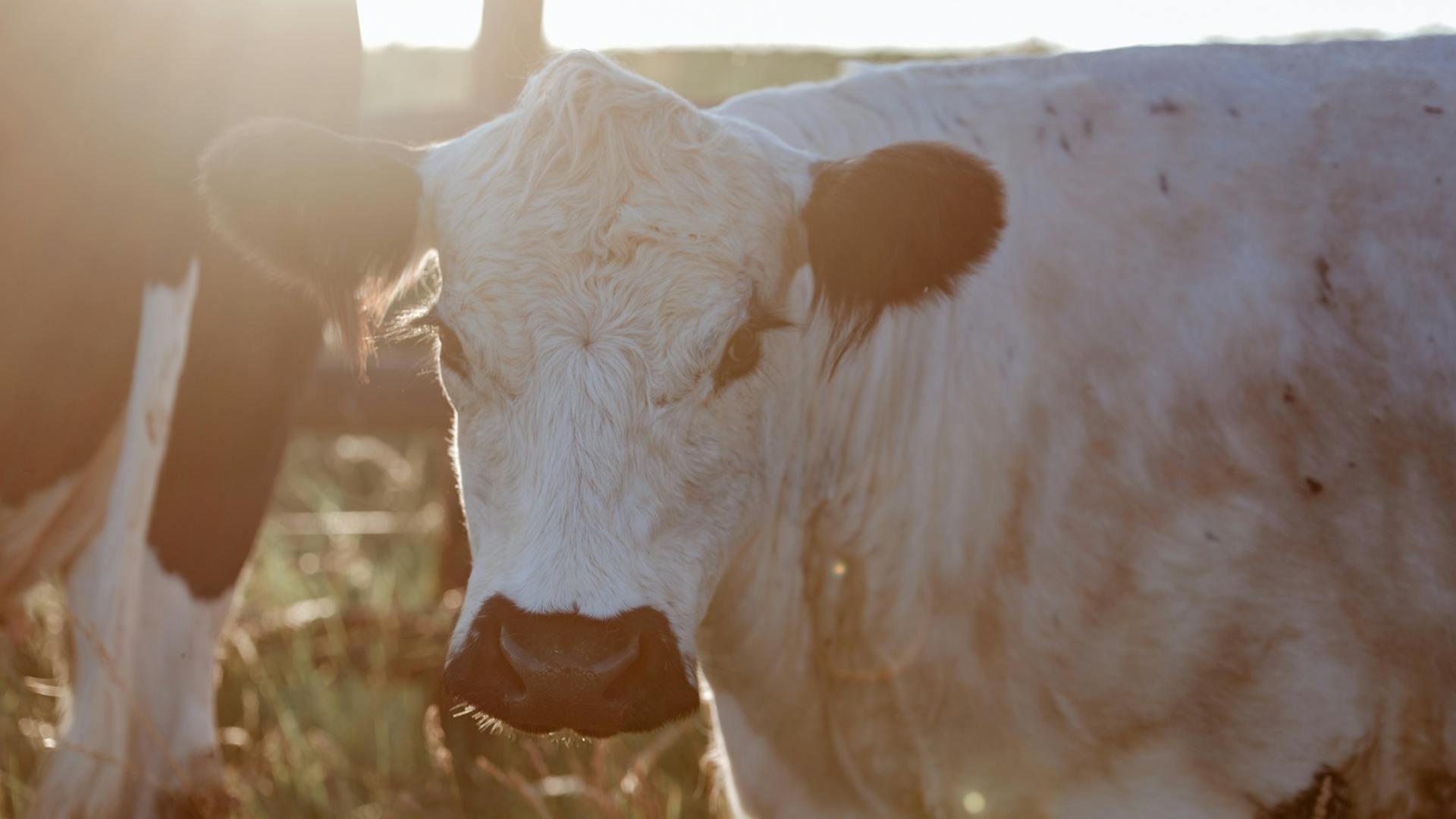 Hermine liebt den Sonnenuntergang Hermine liebt den Sonnenuntergang