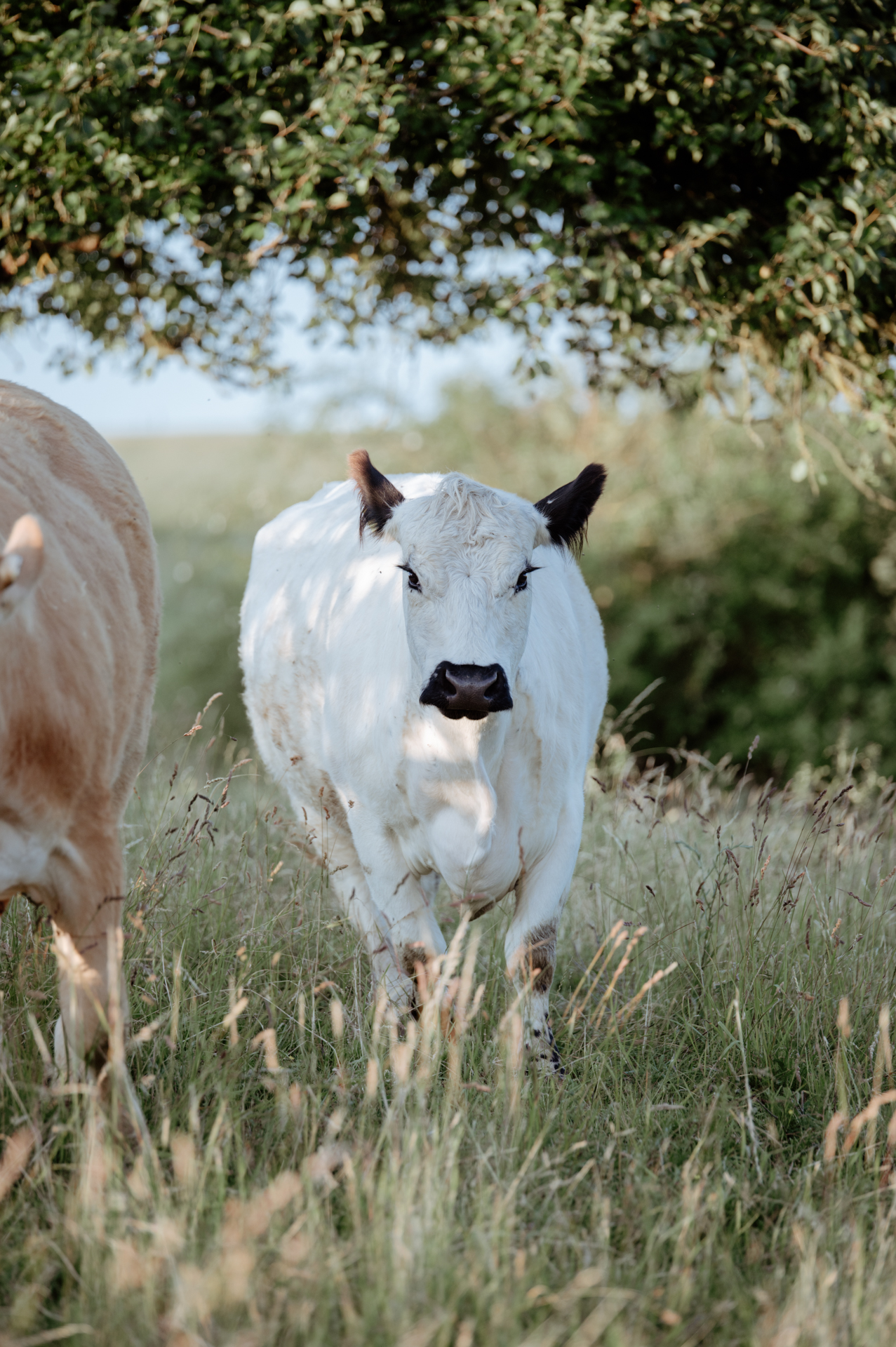 Hermine liebt ihr neues Zuhause