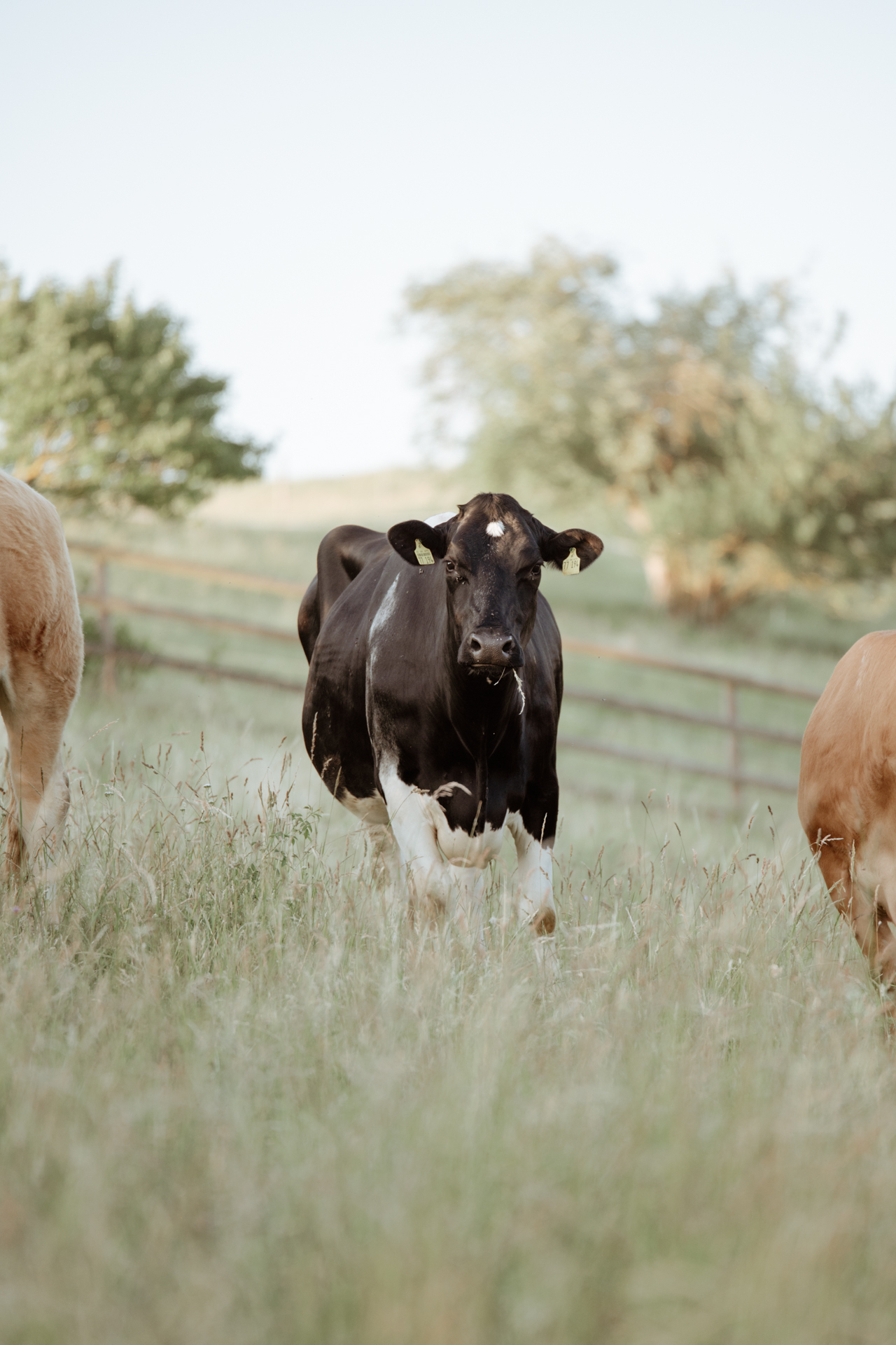 Mathilda liebt ihre Wiese und Freunde
