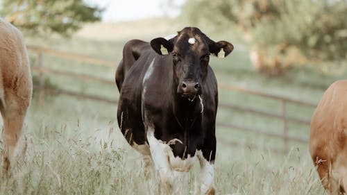 Mathilda liebt ihre Wiese und Freunde Mathilda liebt ihre Wiese und Freunde