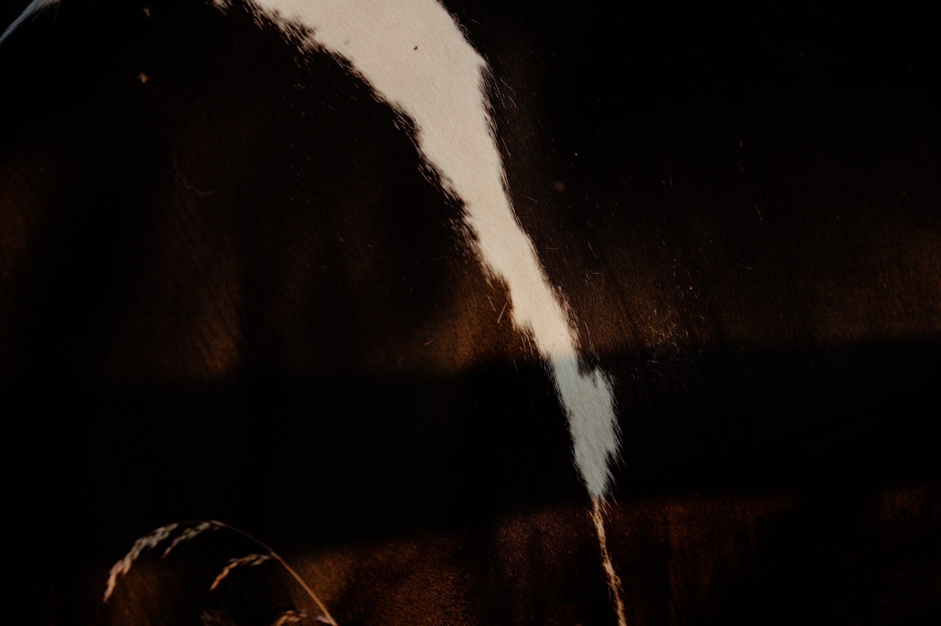 Ein Makro von Mathilda