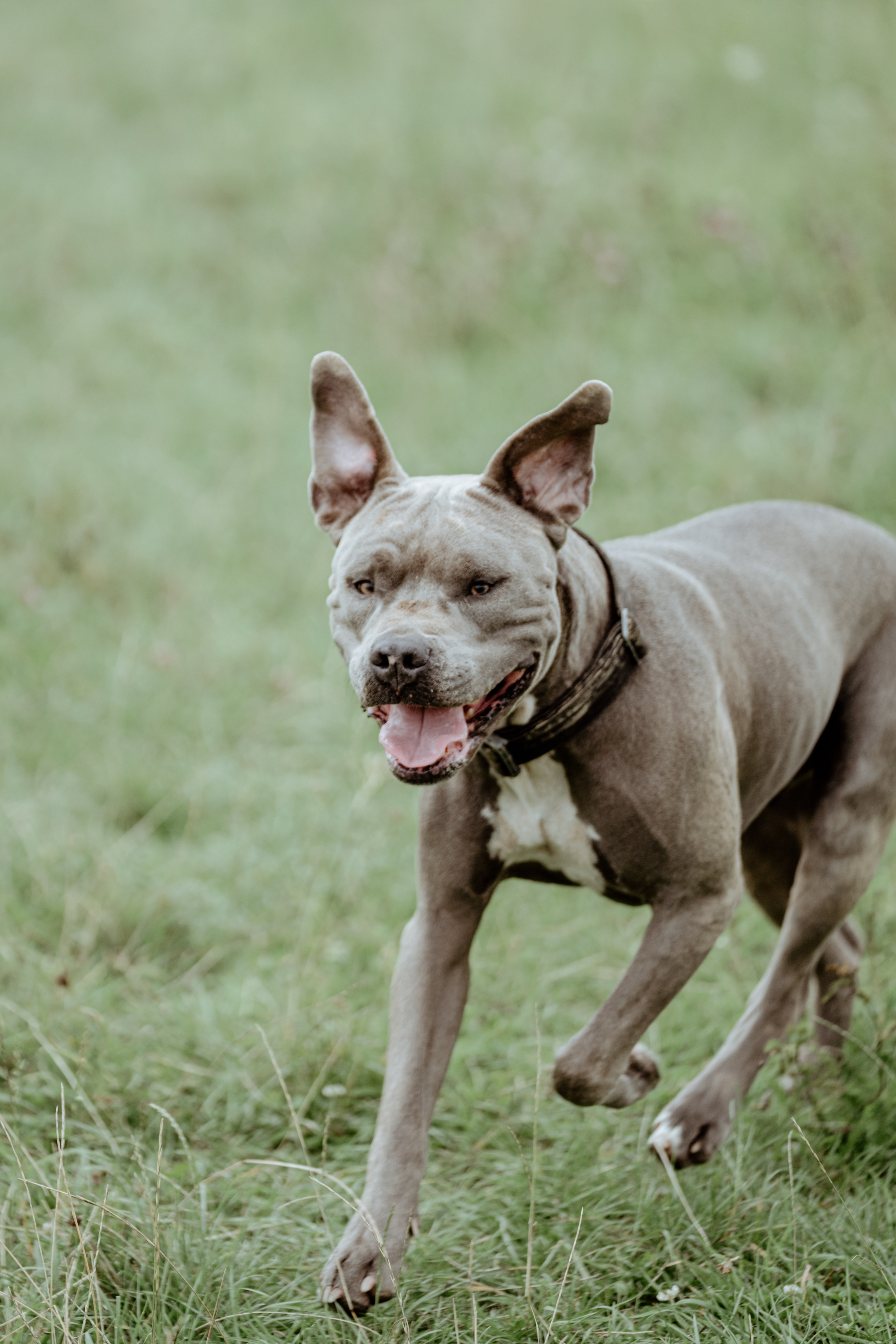silberner Amstaff rennt über grüne Wiese