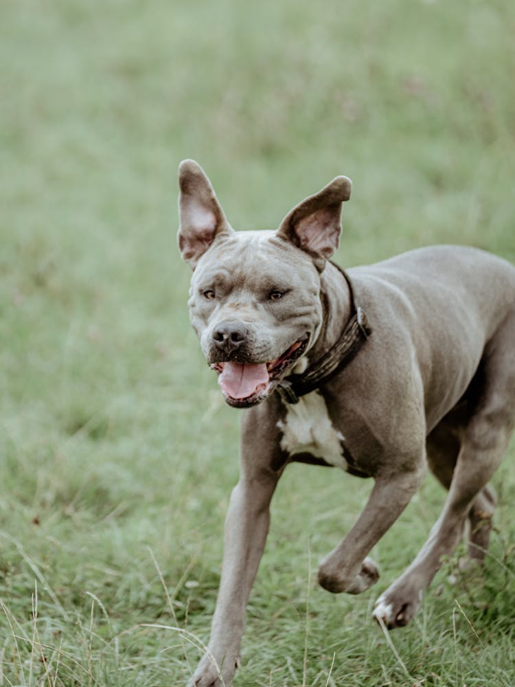 silberner Amstaff rennt über grüne Wiese