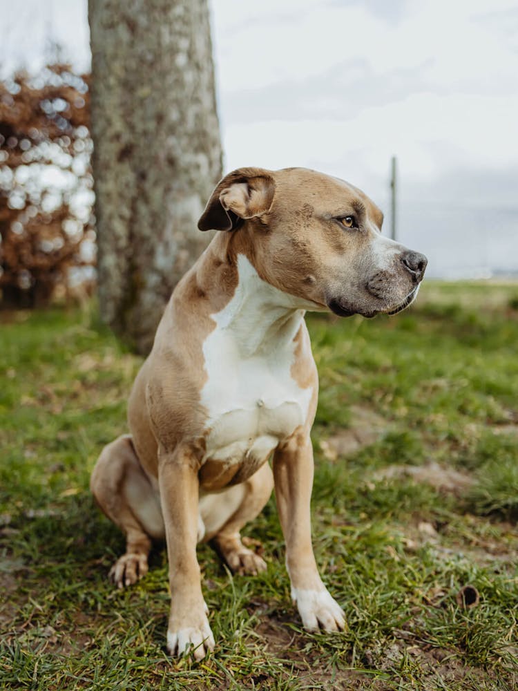 Ralphy´s Geschichte