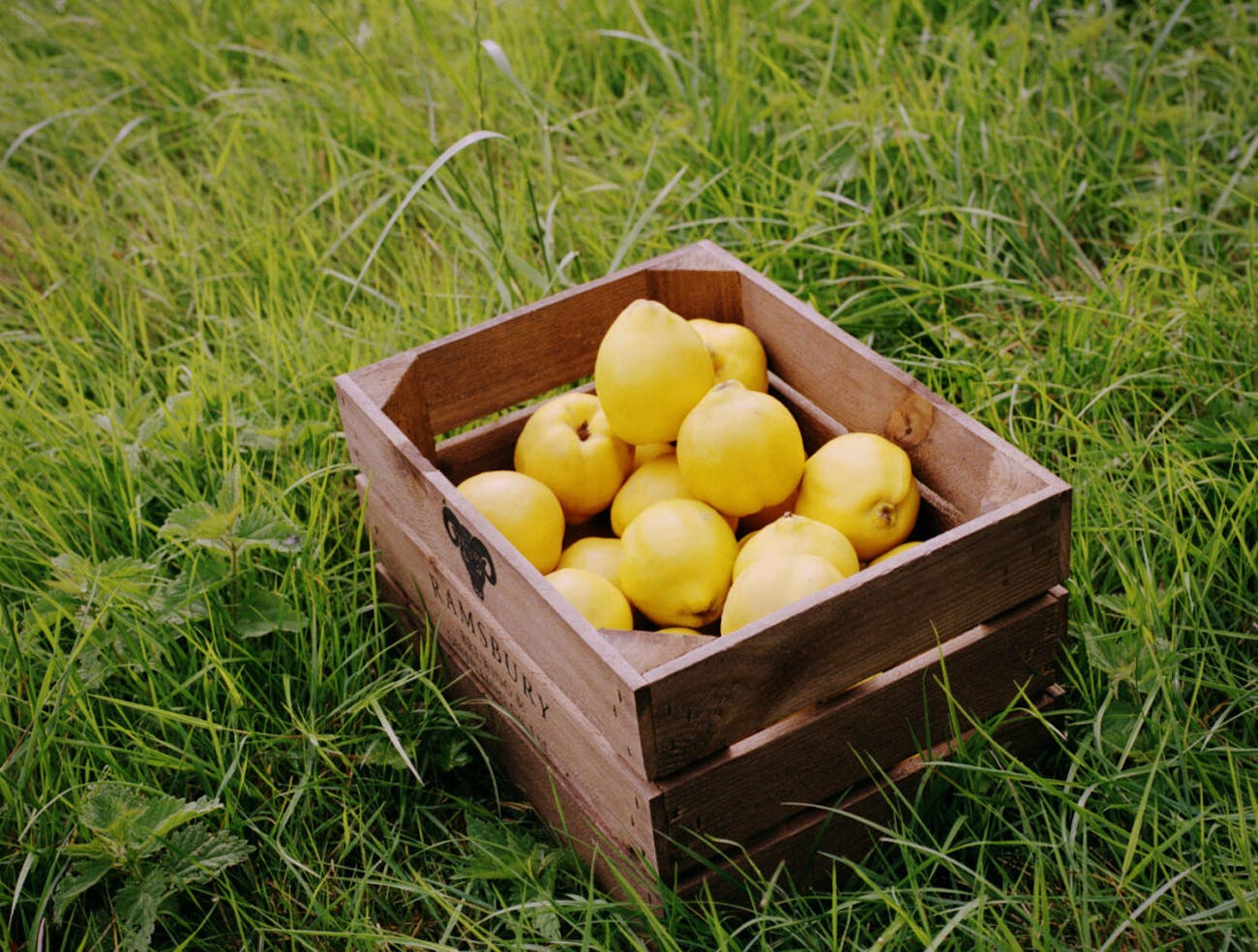 A box with Quince