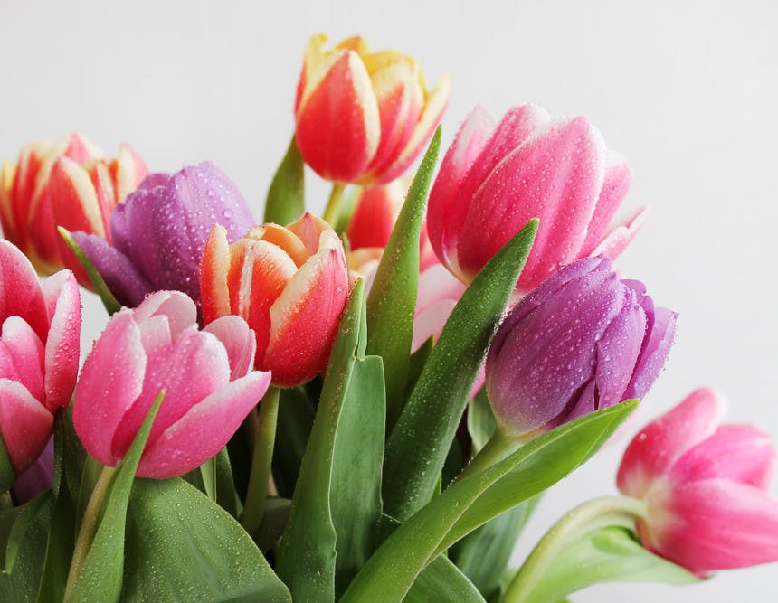 De 10 beste tulpen in een vaas verzorgen tips blogpost afbeelding4
