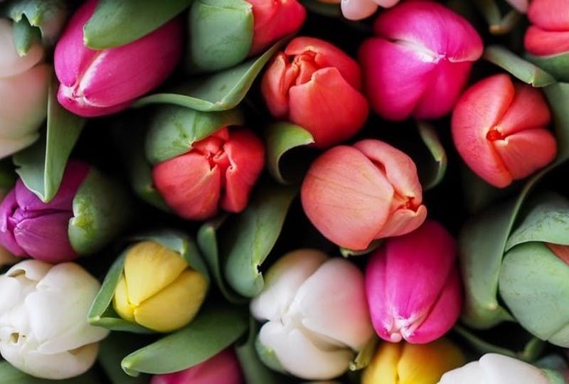 De top 10 beste tulpen in een vaas verzorgen tips blogpost afbeelding1