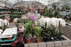 Online bloemen en planten bestellen en laten bezorgen bij Groendecor Flora in Zelzate