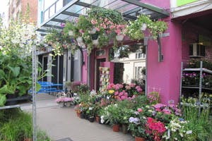 Online (rouw)bloemen en planten bestellen en laten bezorgen via Comme une Fleur in Brussel.