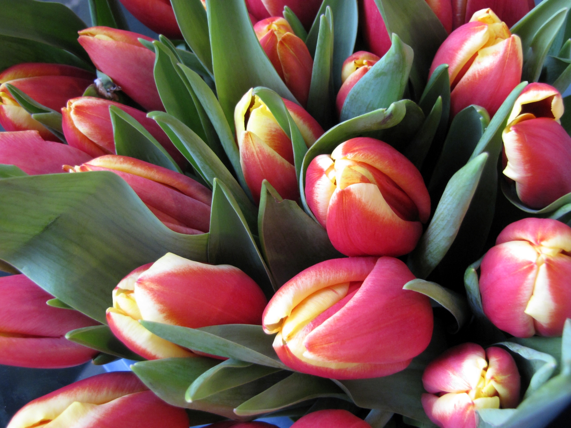 Close-up van tulpen