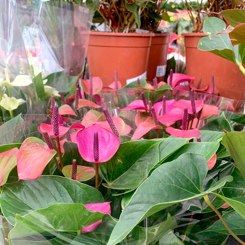 Anthurium Flamingoplant subsoorten
