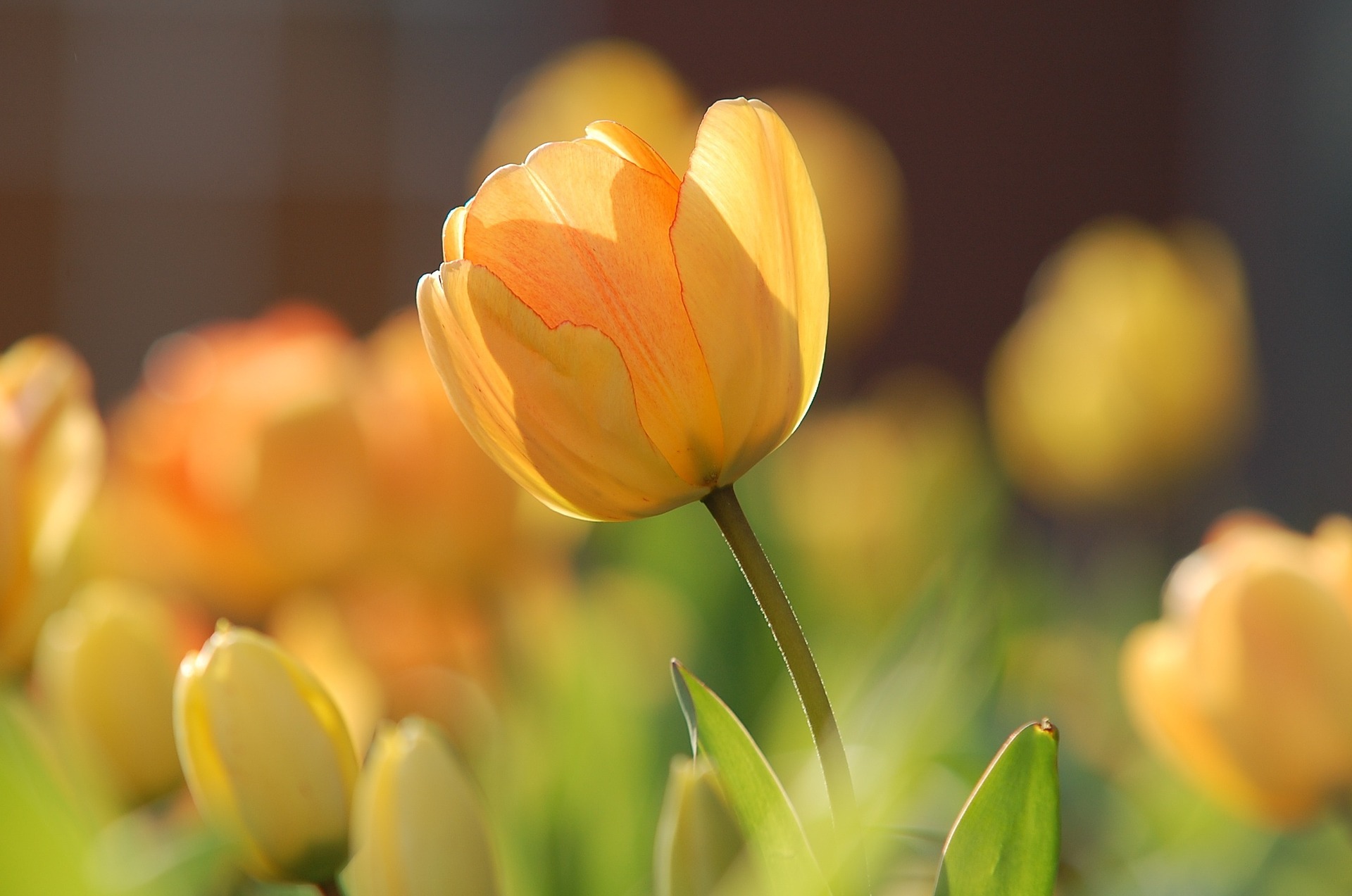 Tulpen Bloem