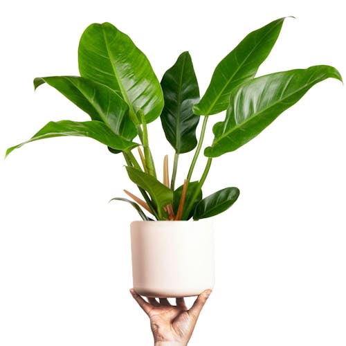 Philodendron in pot