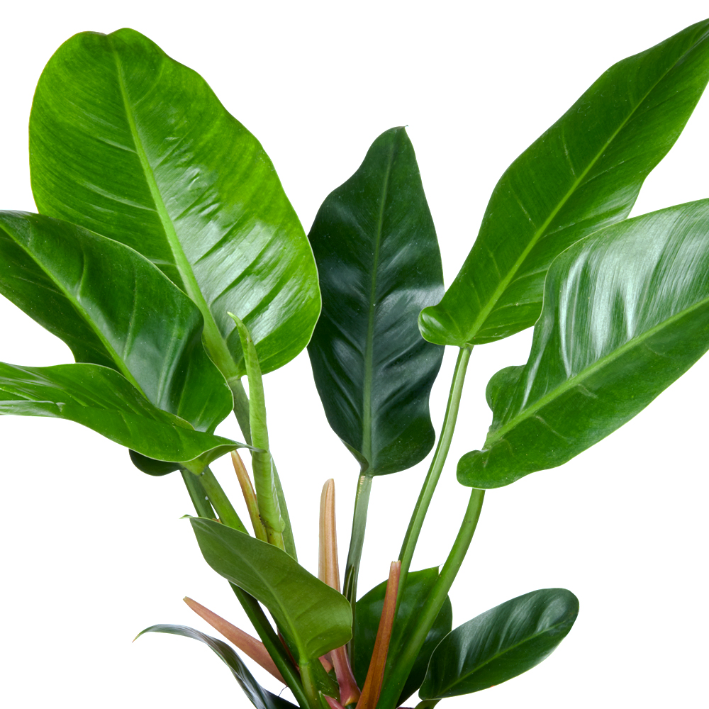 Philodendron Kenmerken
