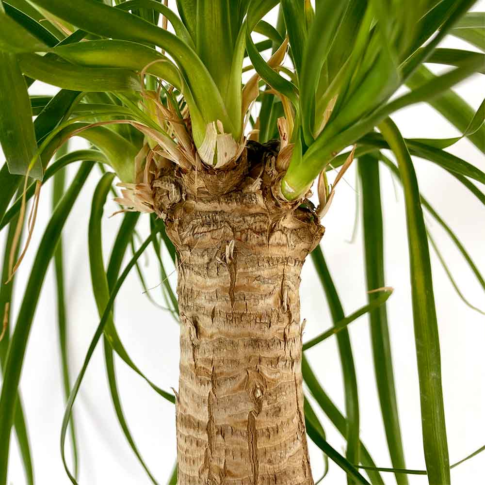 Beaucarnea Olifantspoot verkleurde bladeren of bruine randen