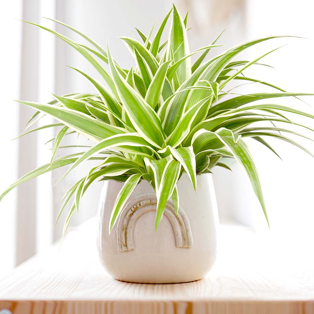 Chlorophytum Graslelie Spiderplant in pot