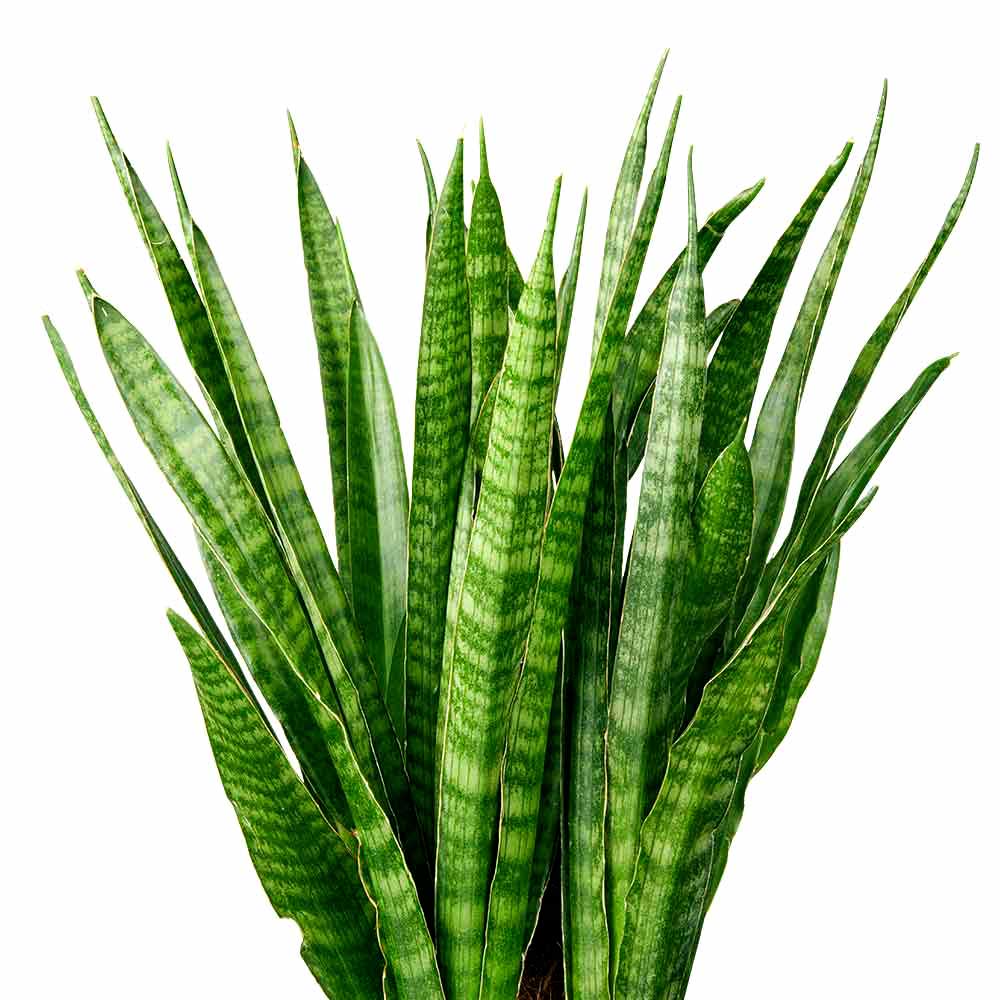 Sansevieria Vrouwentong standplaats