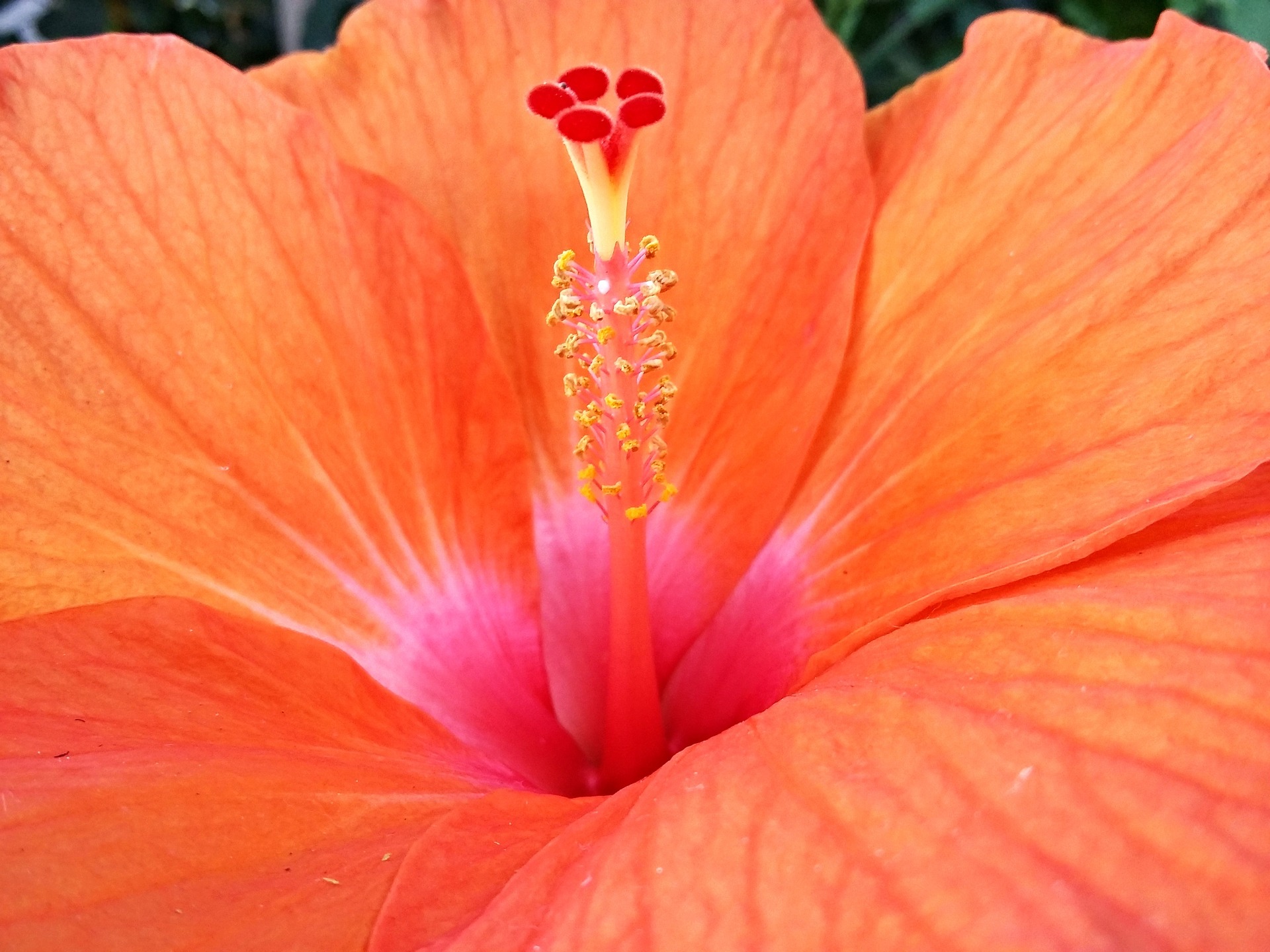 Hibiscus korte samenvatting