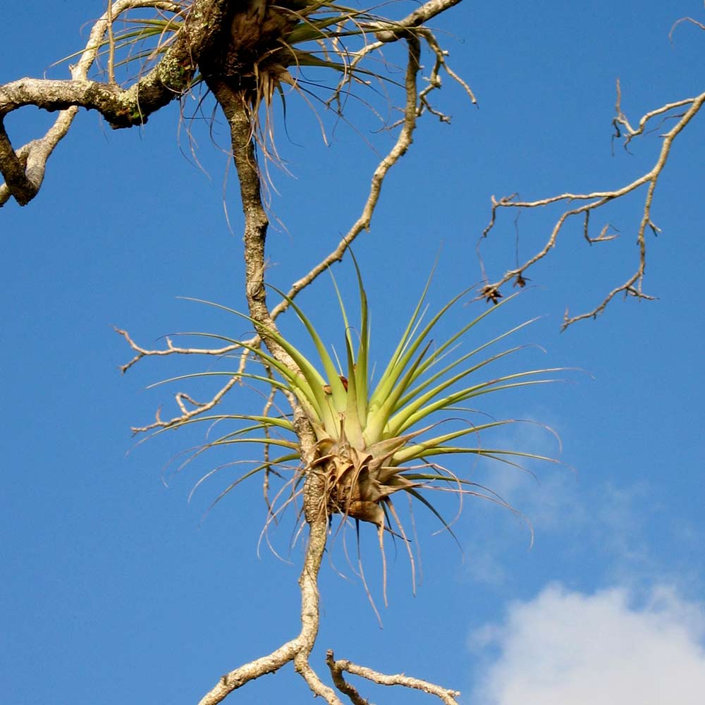 Bromelia oorsprong en herkomst