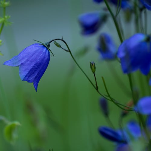 Campanula Herkenning