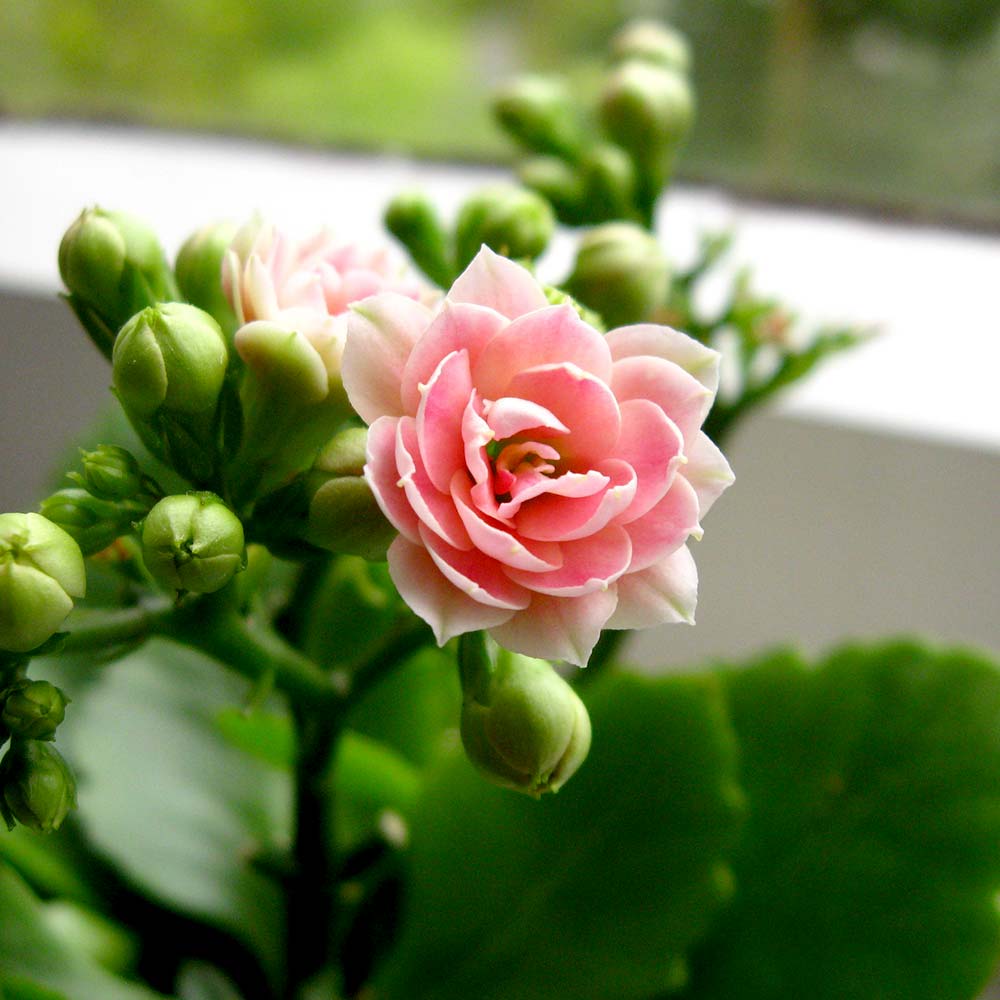 Kalanchoë Vetplant standplaats licht en warmte