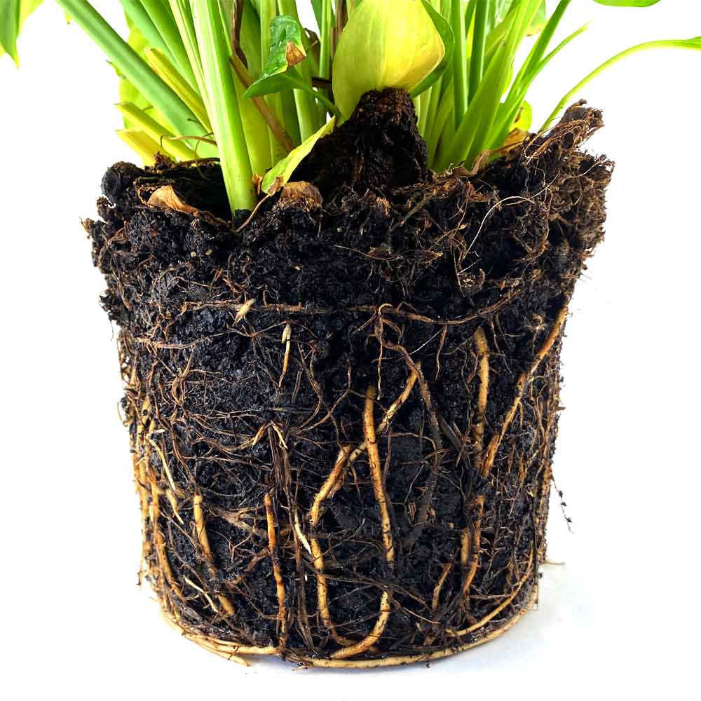 Anthurium Flamingoplant Verpotten