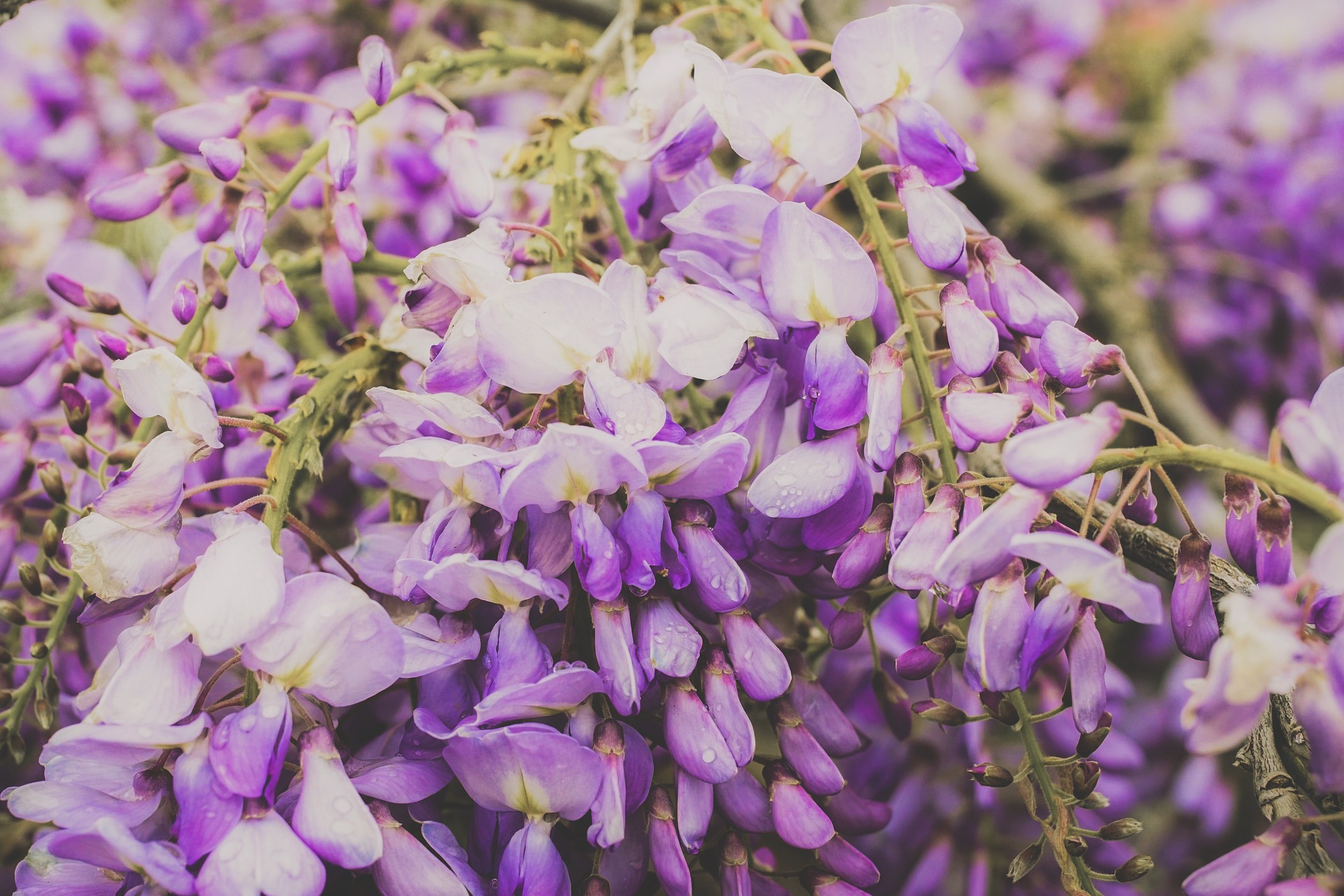 Blauwe regen Verzorging