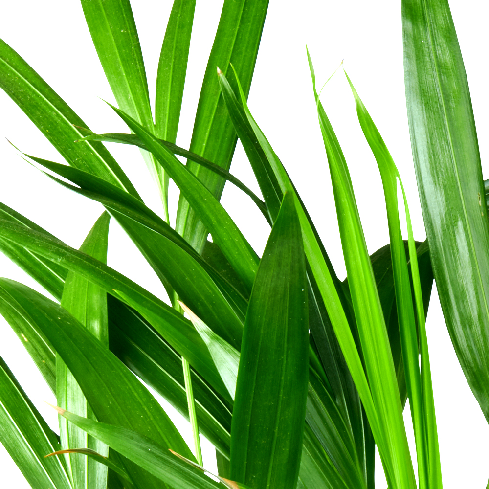 Howea Forsteriana | Kentia Palm Standplaats en licht en warmte