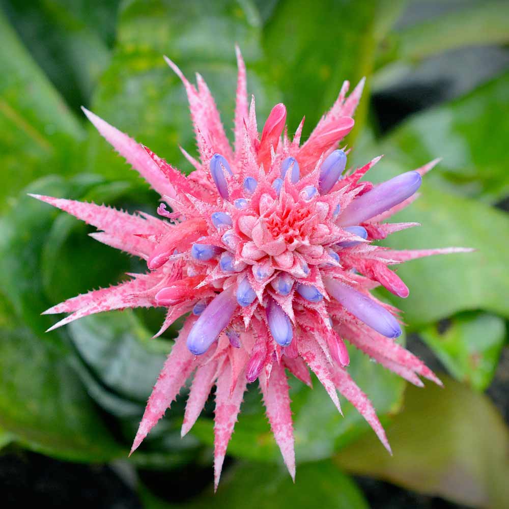 Bromelia Ananas Ananasplant subsoorten