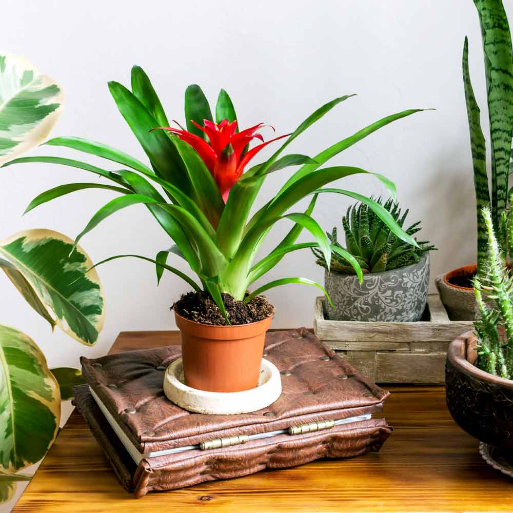 Bromelia standplaats licht en warmte
