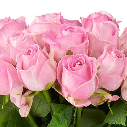 roze rozen in een zoom foto