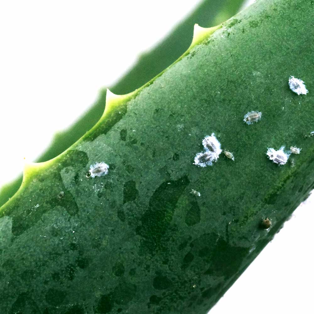 Aloë Vera plant ongedierte