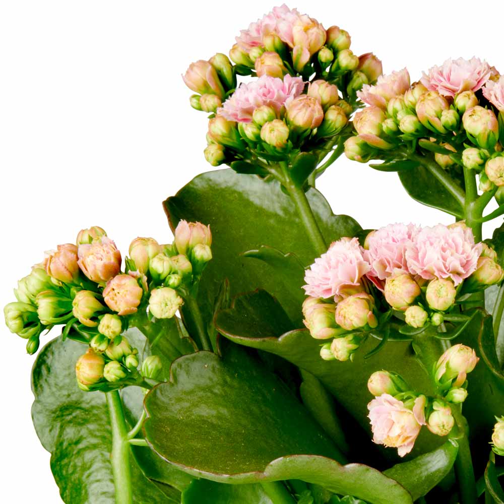 Kalanchoë Vetplant kenmerken