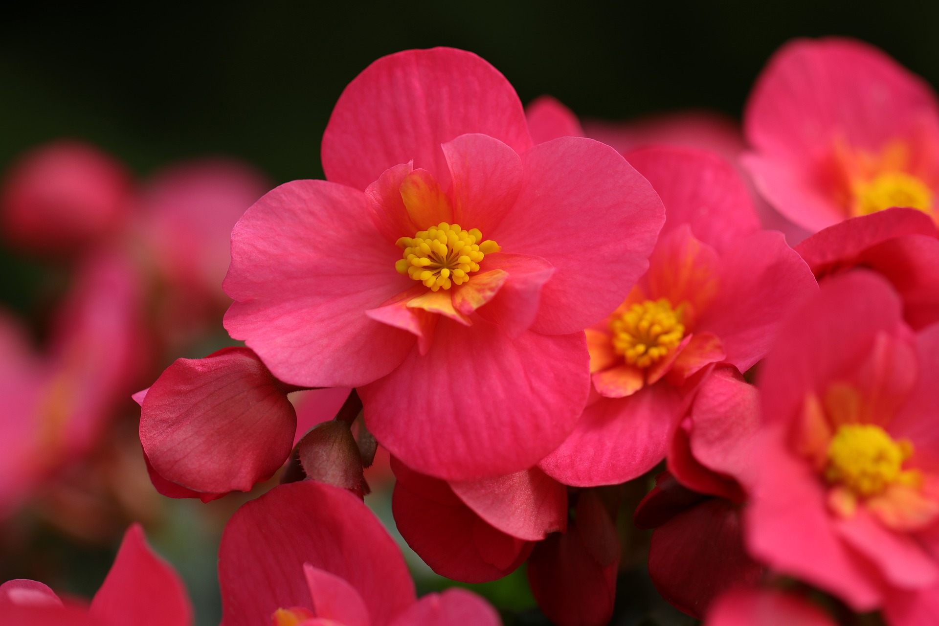 Begonia Bloem