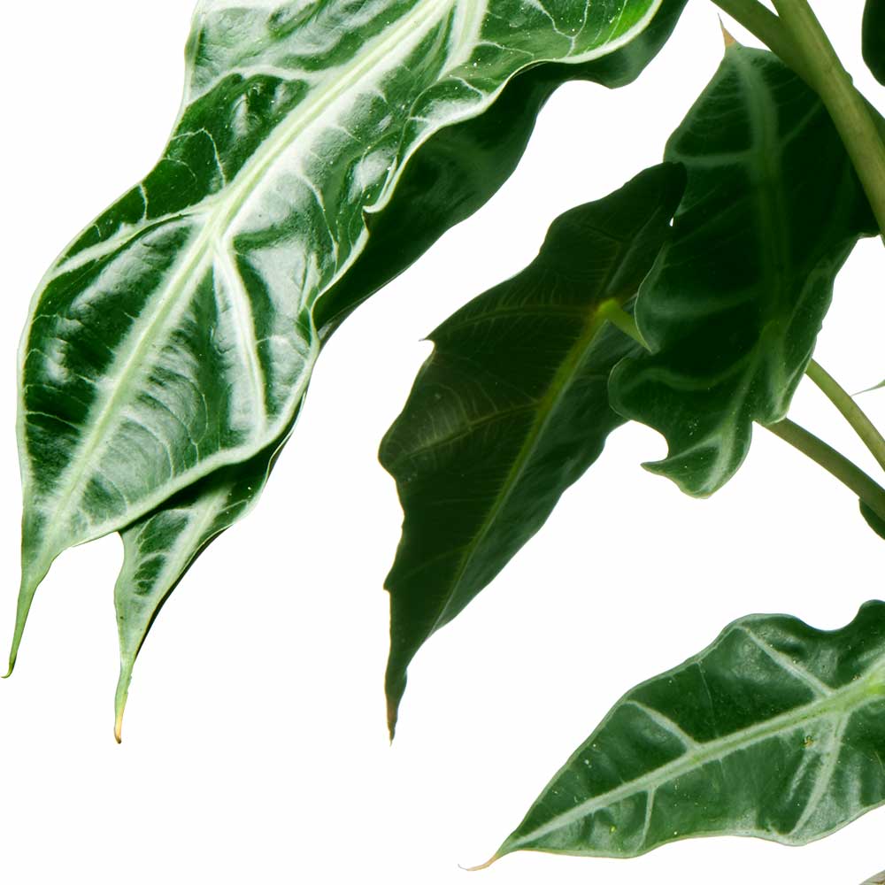 Alocasia Olifantsoor Standplaats licht en warmte