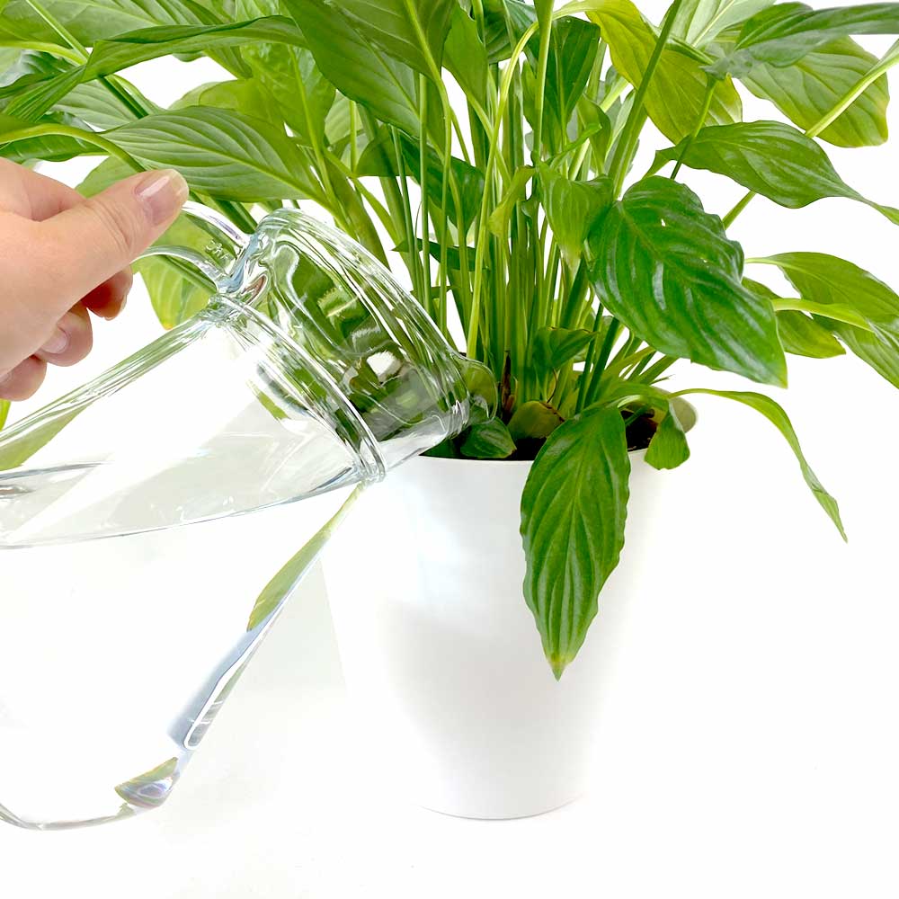 Anthurium Flamingoplant water geven